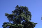 Giardino botanico