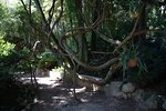 Giardino botanico
