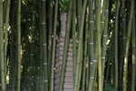 Giardino botanico