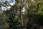 Capodimonte