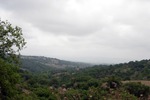 Scansano