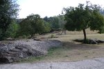 Steineichen