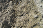 Rotheneuf