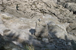 Rotheneuf