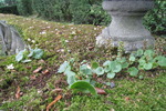 Villa Lante