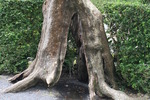 Villa Lante