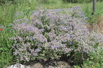 Vulci