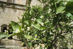 Zitronenbaum