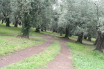 Villa Adriana