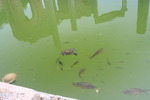 Villa Adriana