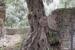 Villa Adriana