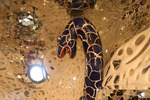 Giardino dei Tarocchi