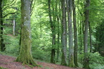 Monte Cimino