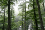 Monte Cimino