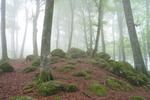 Monte Cimino