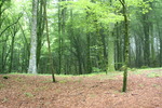 Monte Cimino