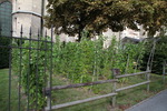 Soissons