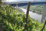 Mosel