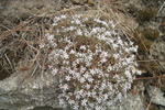 Beg L&eacute;guer