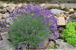 Botanischer Garten