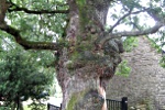 Baum vor der Kirche