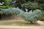 Baum