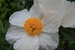 Zistrose