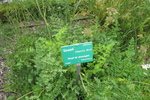 Heilwurz