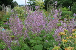 Salvia chamaedryoides Argentea