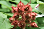 Rubus phoenicolasius