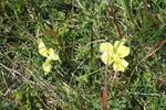 Vogesenblume