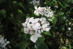 Jardin Shamrock