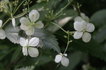 Jardin Shamrock