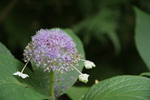 Jardin Shamrock