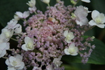Jardin Shamrock