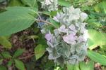 Jardin Shamrock