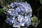 Jardin Shamrock