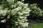 Jardin Shamrock