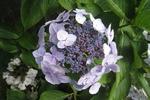 Jardin Shamrock