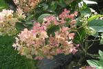 Jardin Shamrock