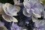 Jardin Shamrock
