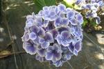Jardin Shamrock