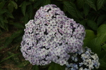Jardin Shamrock