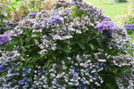 Jardin Shamrock