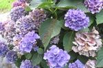 Jardin Shamrock