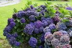Jardin Shamrock