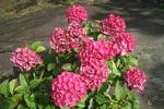 Jardin Shamrock