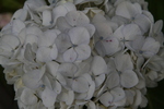 Jardin Shamrock
