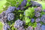 Jardin Shamrock