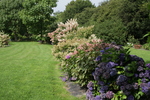 Jardin Shamrock
